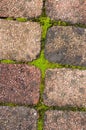 Vertical shot of a pavestone with the moss Royalty Free Stock Photo