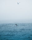 Vertical shot of a peaceful marine view with the floating dolphin in the dark blue ocean