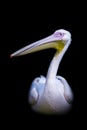 Vertical shot of a pelican isolated on a black background Royalty Free Stock Photo