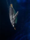 Vertical shot of a penguin diving into water under the lights