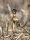 Vertical shot of a perched bluebird