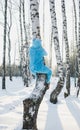 Vertical shot of a person in a fluffy blue costume climbing a bare birch tree in a forest in winter Royalty Free Stock Photo