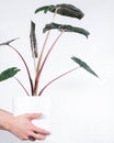 Vertical shot of a person holding a potted alocasia Yucatan princess against a white background