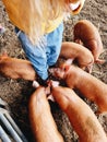 Vertical shot of a person standing in the farm with cute pigs