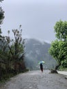 Vertical shot of a person walking in the tree-covered hills captured on a foggy day