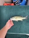 Vertical shot of a person's hand holding a bass fish.