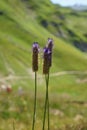 Vertical shot of phacelia tansy flowers on a blurred background of a field