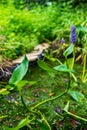 Vertical shot of a pickerelweed plant with wet leaves and purple blossoms