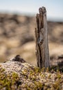 Vertical shot of a piece of aged wood in the ground covered in mosses with a blurry background