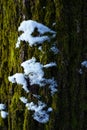 Vertical shot of a piece of wood covered with moss and snow in Maksimir, Zagreb, Croatia Royalty Free Stock Photo