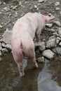 Vertical shot of a pig wallowing in a mud