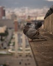 Vertical shot of pigeons perched on a building over a view Royalty Free Stock Photo