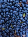 Vertical shot of a pile of fresh blueberries under the lights Royalty Free Stock Photo