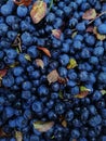 Vertical shot of a pile of fresh blueberries under the lights Royalty Free Stock Photo
