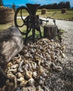 Vertical shot of a pile of Oyster seafood with a chaff cutter machine and trunk