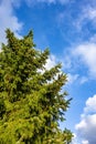 Vertical shot of a pine tree with the blue sky in the background Royalty Free Stock Photo