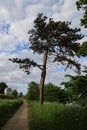 Vertical shot of a pine tree near a narrow track in a park in Fredericia, Denmark under cloudy sky