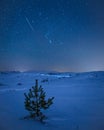 Vertical shot of a pine tree in a snowy forest under the starry sky Royalty Free Stock Photo