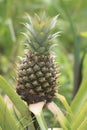 Vertical shot of pineapple growing on the tree Royalty Free Stock Photo