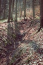 Vertical shot of a Pinetree forest with dried leaves in the ground Royalty Free Stock Photo