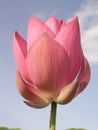 Vertical  shot of a pink blooming lotus flower on the background of the cloudy sky Royalty Free Stock Photo