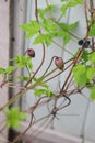 Vertical shot of a pink clematis buds Royalty Free Stock Photo