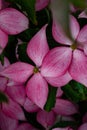 Vertical shot of pink cornus kousa tree flowers