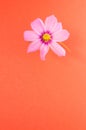 Vertical shot of pink cosmeya flower isolated on orange background