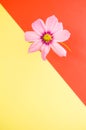 Vertical shot of pink cosmeya flower isolated on orange and yellow background Royalty Free Stock Photo