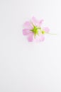 Vertical shot of pink cosmeya flower isolated on white backgro Royalty Free Stock Photo