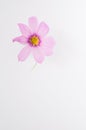 Vertical shot of pink cosmeya flower isolated on white background