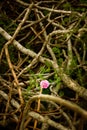 Vertical shot of the pink flower growing in the fallen twigs on the grounds