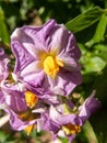 Vertical shot of pink flowers of a potato plant at a field on a sunny day Royalty Free Stock Photo