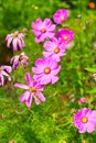 Vertical shot of pink garden cosmos flowers in the field Royalty Free Stock Photo