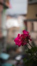 Vertical shot of pink geraniums growing on a balcony