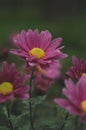 Vertical shot of pink hardy chrysanthemums in the garden