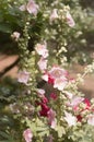 Vertical shot of pink hollyhock flowers blooming at a garden Royalty Free Stock Photo