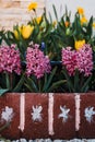 Vertical shot of pink hyacinth flowers and yellow tulips in the garden Royalty Free Stock Photo