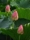 Vertical shot of pink lotus buds Royalty Free Stock Photo