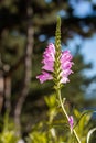 Vertical shot of a pink obedient plant flower - Physostegia virginiana