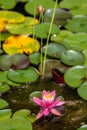 Vertical shot of a pink Pygmy water lily in the water with lily pads around Royalty Free Stock Photo