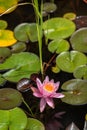 Vertical shot of a pink Pygmy water lily in the water with lily pads around Royalty Free Stock Photo
