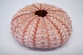 Vertical shot of a pink sea urchin shell Royalty Free Stock Photo