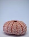 Vertical shot of a pink sea urchin shell Royalty Free Stock Photo