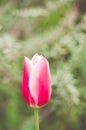 Vertical shot of a pink tulip flower against a blurry garden Royalty Free Stock Photo
