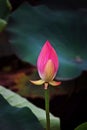 Vertical shot of a pink water lily bud and green lotus leaves on a lake Royalty Free Stock Photo