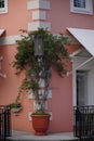 Vertical shot of a plant in a pot growing on the angle of a building