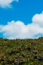 Vertical shot of plants growing in the soil under the cloudy sky Royalty Free Stock Photo