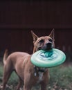 Vertical shot of a playful cute brown dog catching a green frisbee outdoors