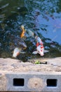 Vertical shot of a pond with colorful fish swimming in it Royalty Free Stock Photo